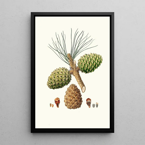 Reproduktion des Gemäldes Pinus pinea Pin parasol - Aylmer Bourke Lambert