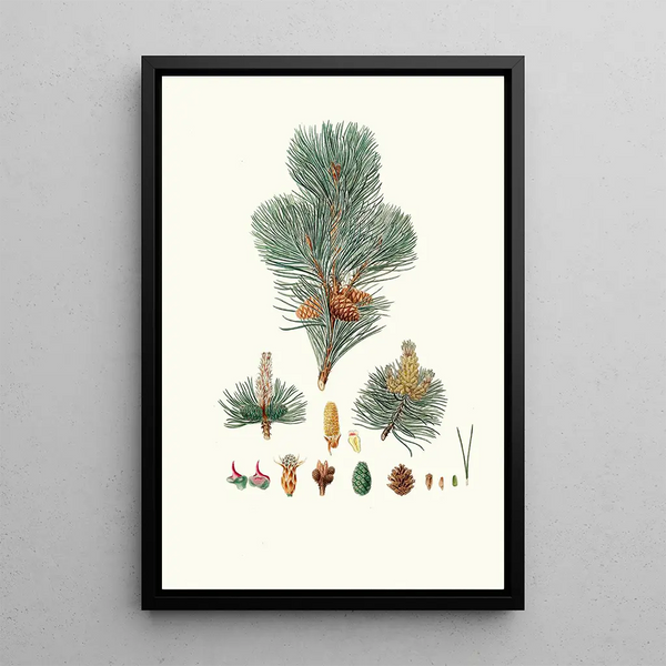 Reproduktion des Gemäldes Pinus pumilio Pin mugho ou Pin de montagne - Aylmer Bourke Lambert