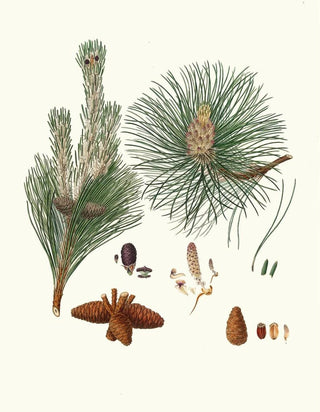 Aylmer Bourke Lambert - Pinus resinosa Pitch pine.webp