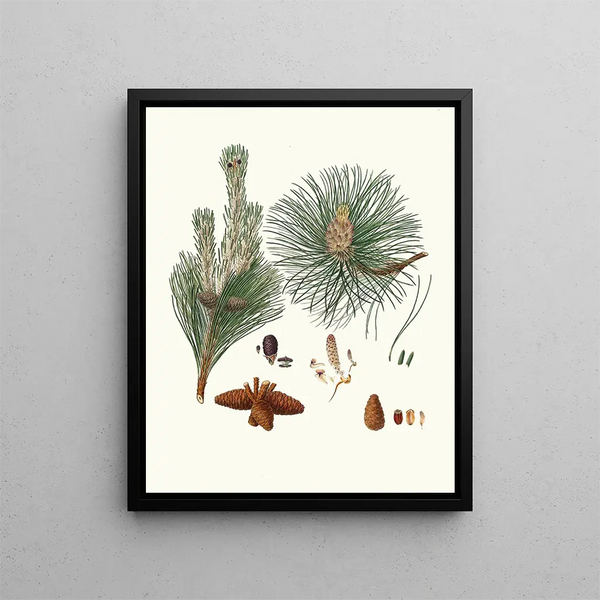 Pinus resinosa - Aylmer Bourke Lambert — gerahmtes Bild an der Wand