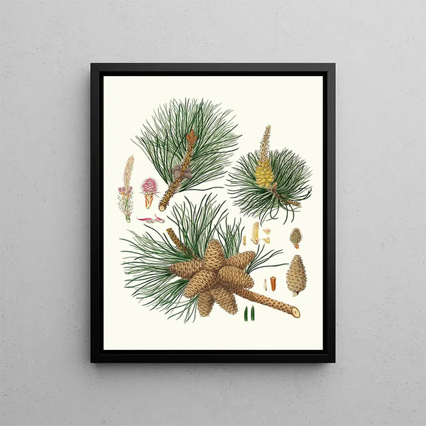 Pinus rigida - Aylmer Bourke Lambert — gerahmtes Bild an der Wand
