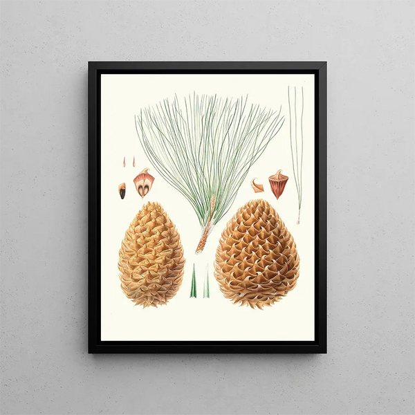 Pinus sabiniana - Aylmer Bourke Lambert — gerahmtes Bild an der Wand