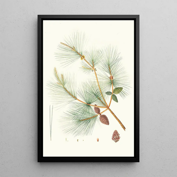 Reproduktion des Gemäldes Pinus sinensis Pin chinois - Aylmer Bourke Lambert