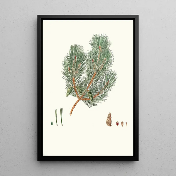 Reproduktion des Gemäldes Pinus variablilis Pin bâtard à feuilles variables - Aylmer Bourke Lambert
