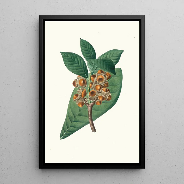 Reproduktion des Gemäldes Quercus grandifolia Eiche mit großen Magnolienblättern - Aylmer Bourke Lambert