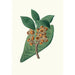 Reproduktion des Gemäldes Quercus grandifolia Eiche mit großen Magnolienblättern - Aylmer Bourke Lambert