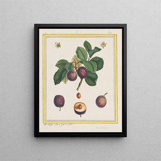 B Michel - Damascus Plum.webp