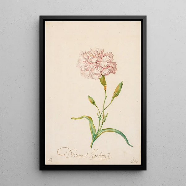 Balthasar van der Ast - Pink Carnation.webp