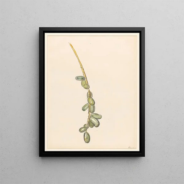 Palme-Dattelbaum mit grünen Früchten - Barbara Elisabeth van Houten — gerahmtes Bild an der Wand