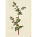 Sarrasin-Blumen-Gemälde - Barend Hendrik Thier — Ansicht des Kunstwerks