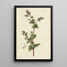 Sarrasin-Blumen-Gemälde - Barend Hendrik Thier — gerahmtes Bild an der Wand