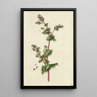 Barend Hendrik Thier - Buckwheat blossoming.webp