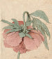 Pfingstrose - Barend Hendrik Thier — Ansicht des Kunstwerks