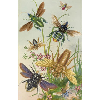 Barret And Sons - Bees And Their Conterfeits.webp