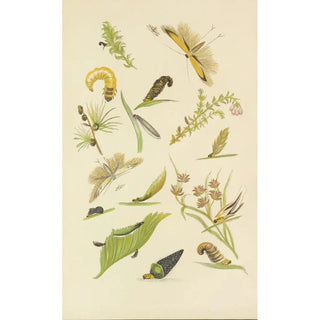 Barret And Sons - Coleophora Or TentMakers.webp