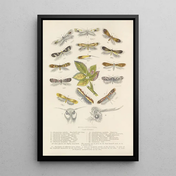 Barret And Sons - MicroLepidoptera Or Leaf Miners.webp