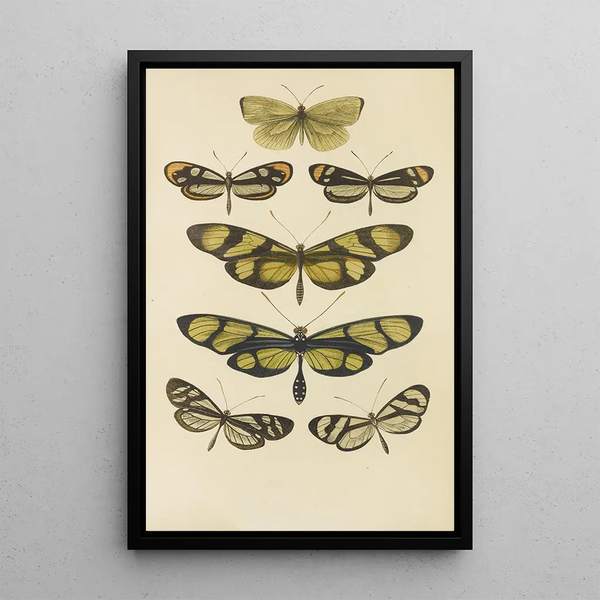Barret And Sons - South American Butterflies.webp