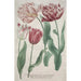 Reproduktion des Gemäldes Tulpen - Bartholomäus Seutter