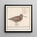 Bécasse Scolopax rusticola - Anselmus Botius de Boodt — gerahmtes Bild an der Wand