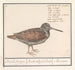 Bécasse Scolopax rusticola - Anselmus Botius de Boodt — Ansicht des Kunstwerks