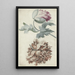 Mohnblumen - Bernard Picart — gerahmtes Bild an der Wand