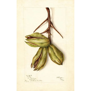 Bertha Heiges - Carya Schley.webp