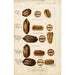 Carya illinoinensis - Bertha Heiges — Ansicht des Kunstwerks