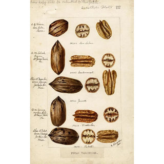 Bertha Heiges - Carya illinoinensis.webp