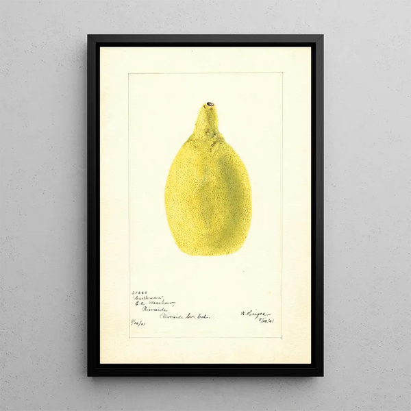 Bertha Heiges - Citrus aurantiifolia Castleman.webp
