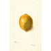 Citrus limon - Bertha Heiges — Ansicht des Kunstwerks