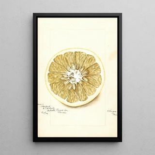 Bertha Heiges - Citrus paradisi Standard.webp