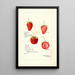 Fragaria - Bertha Heiges — gerahmtes Bild an der Wand