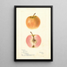 Malus domestica Surprise - Bertha Heiges — gerahmtes Bild an der Wand