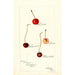 Prunus avium - Bertha Heiges — Ansicht des Kunstwerks