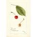 Reproduktion des Gemäldes Prunus avium Socsany White - Bertha Heiges