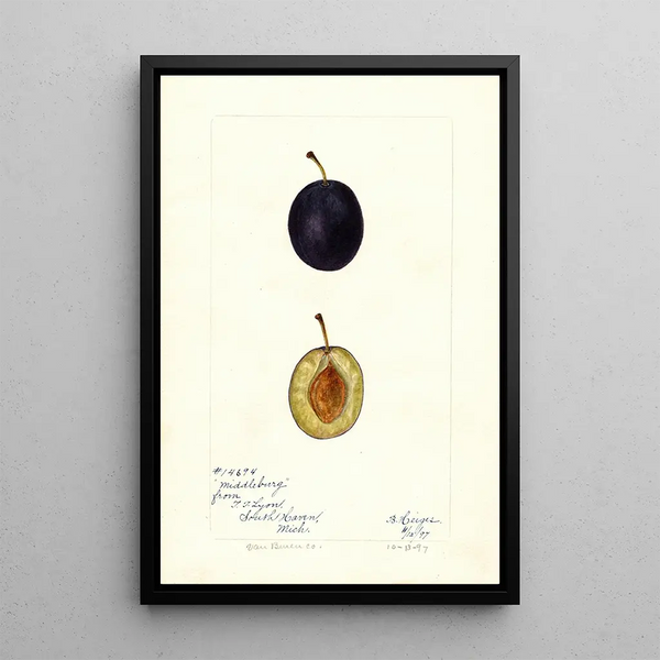 Bertha Heiges - Prunus domestica Middleburg.webp