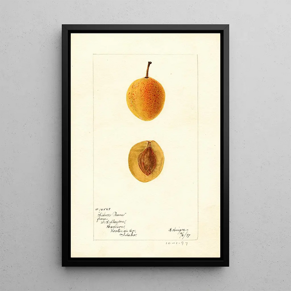 Bertha Heiges - Prunus domestica Silver Prune.webp