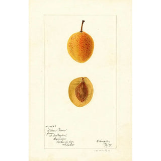 Bertha Heiges - Prunus domestica Silver Prune.webp