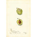 Prunus domestica Uff - Bertha Heiges — Ansicht des Kunstwerks