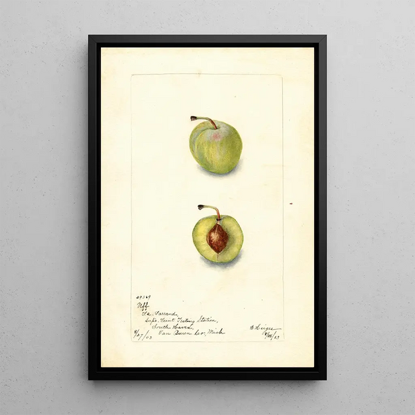 Prunus domestica Uff - Bertha Heiges — gerahmtes Bild an der Wand
