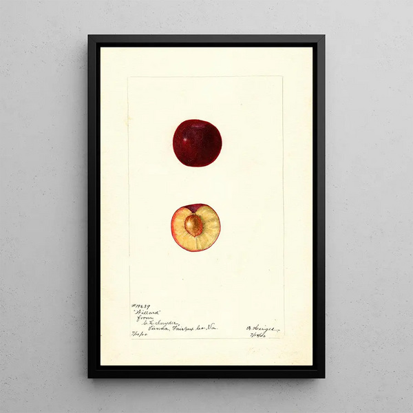 Prunus domestica Willard - Bertha Heiges — gerahmtes Bild an der Wand