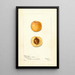 Prunus mume Early Golden - Bertha Heiges — gerahmtes Bild an der Wand