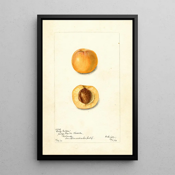 Prunus mume Early Golden - Bertha Heiges — gerahmtes Bild an der Wand