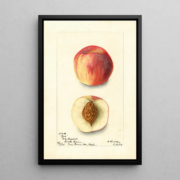 Prunus persica Zea - Bertha Heiges — gerahmtes Bild an der Wand
