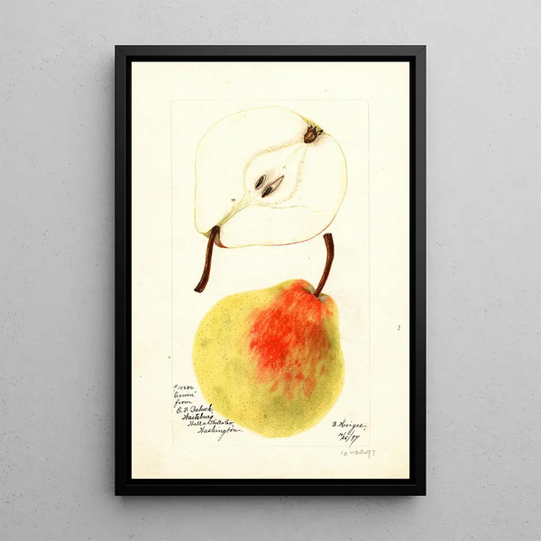 Pyrus communis Erwin - Bertha Heiges — gerahmtes Bild an der Wand