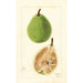 Pyrus communis Le Conte - Bertha Heiges — Ansicht des Kunstwerks