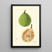 Pyrus communis Le Conte - Bertha Heiges — gerahmtes Bild an der Wand
