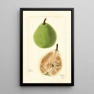 Bertha Heiges - Pyrus communis Le Conte.webp