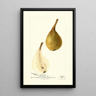 Bertha Heiges - Pyrus communis Lyerly.webp