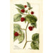 Rubus Cuthbert - Bertha Heiges — Ansicht des Kunstwerks